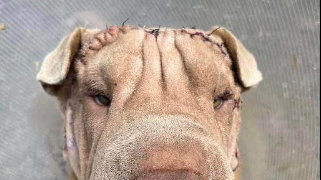 Rspca shar pei cheap